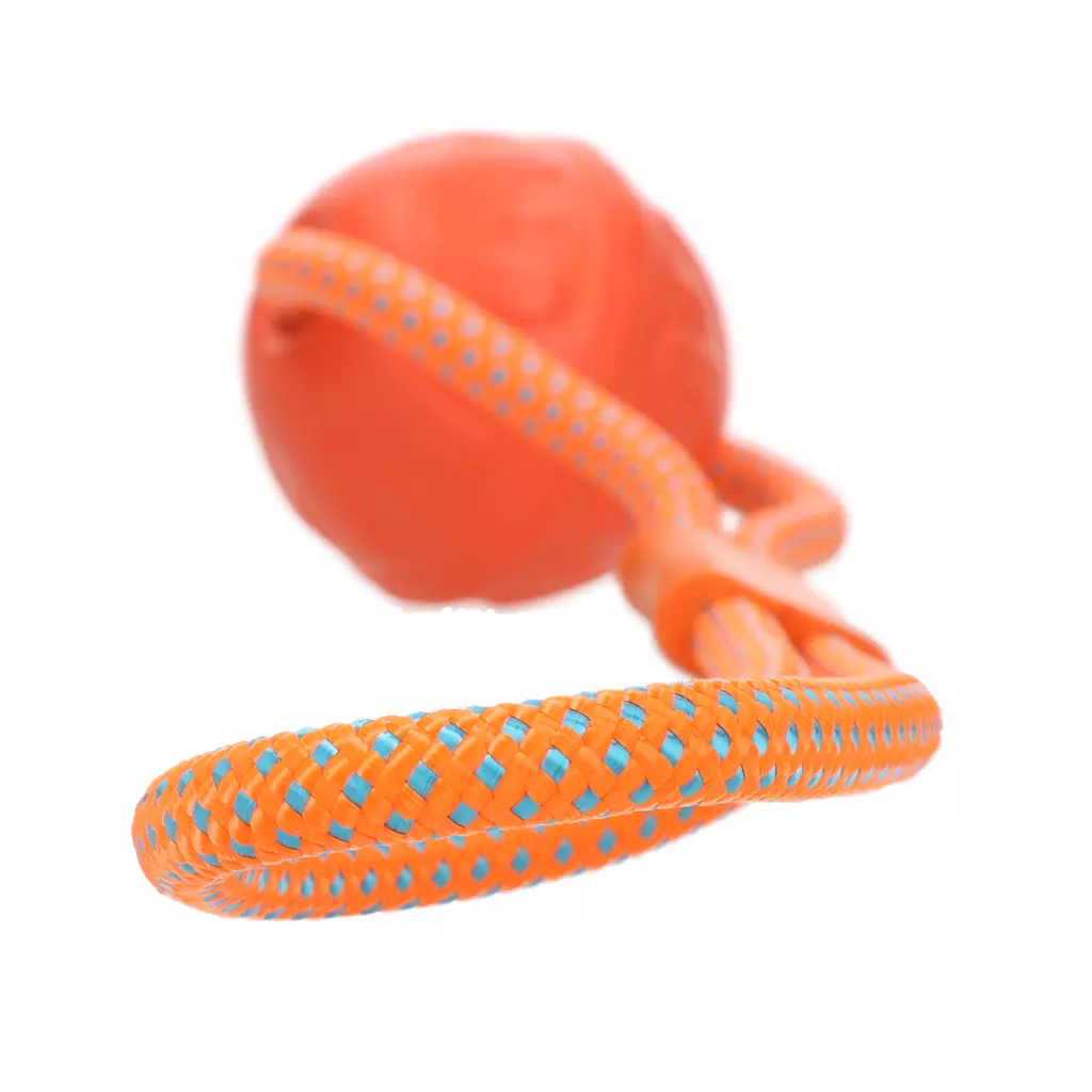 Dog Comet Vortex Loop orange