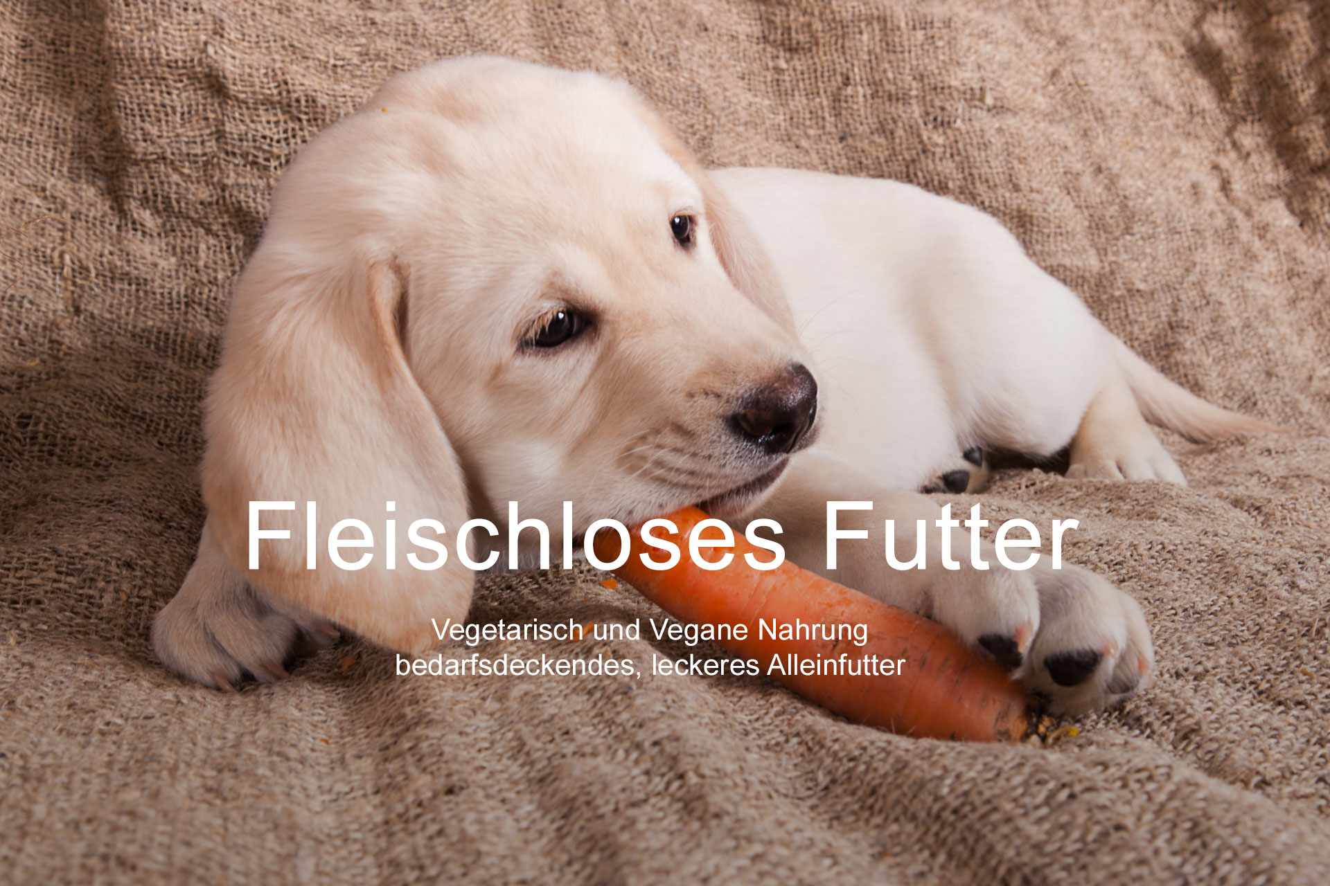 Veganes Hundefutter Fleischloses Futter Vegetarisch und Vegane Nahrung bedarfsdeckendes, leckeres Alleinfutter