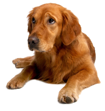 brauner Hund interessiert sich für unseren Produktfinder