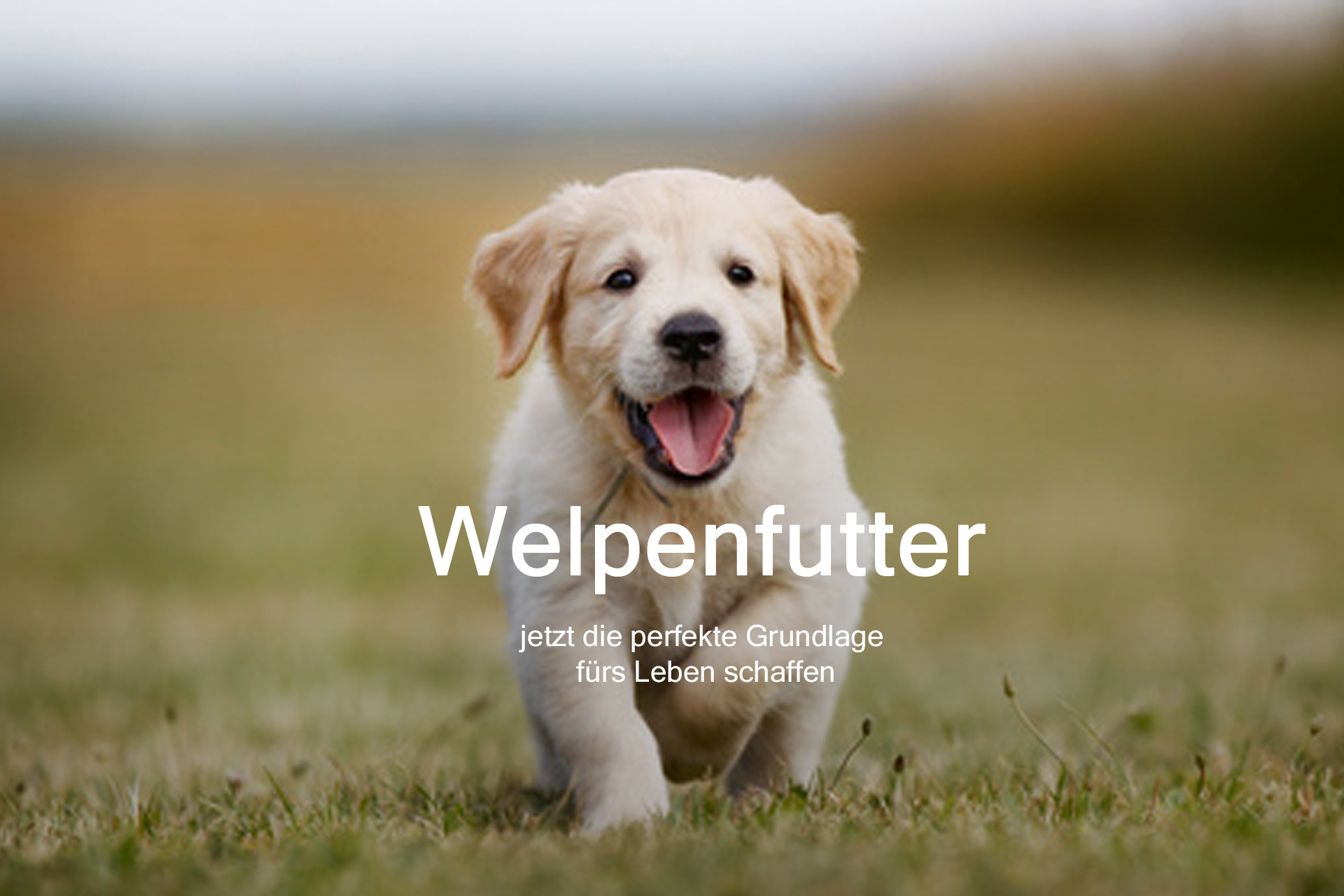 Welpen- und Junghundefutter Welpenfutter, jetzt die perfekte Grundlage fürs Leben schaffen