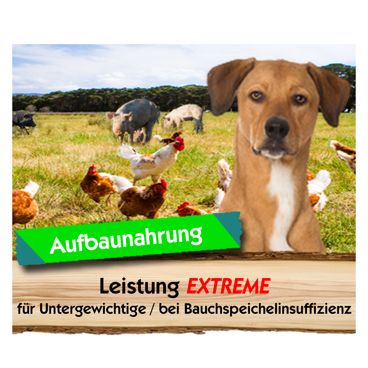 Leistung-Extreme-Profilbild