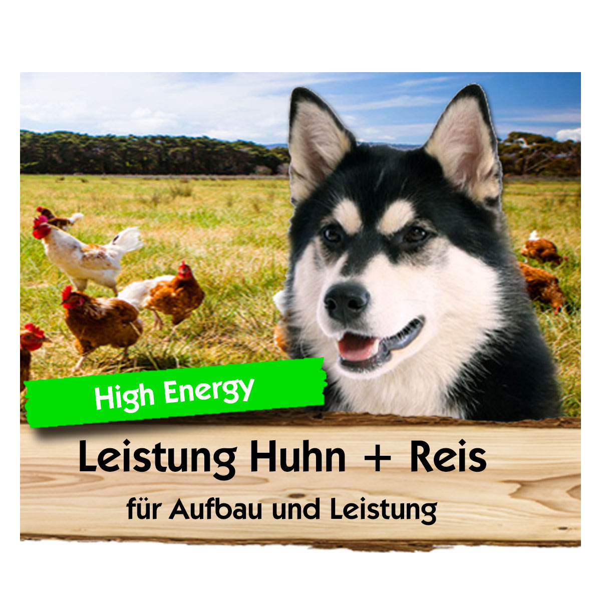 Leistung-Huhn-Reis-Max-Hamster