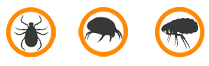 Zecken-spot-on-Ungezieferabwehr.jpg?ts=1735389300