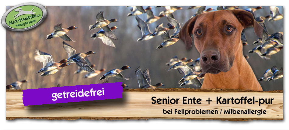 Allergiker-Hunde-Senior-Ente-Kartoffel-pur-Max-Hamster