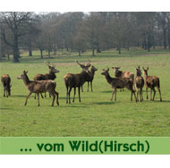 Leckerlies-vom-Wild-Hirsch