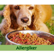 Allergiker-Hunde