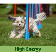 Hundefutter-High-Energy
